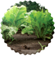 Sugar Beet
