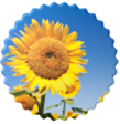 Sunflower Meal