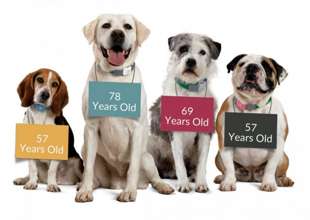senior-dogs-1024×726