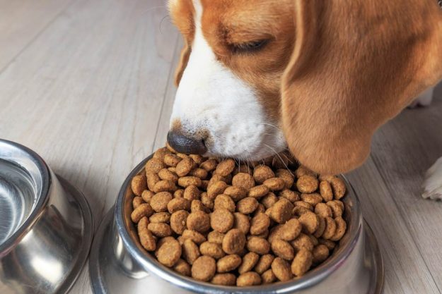 grain_free_diets_dangerous_for_dogs Dog eating kibbles out of a bowl