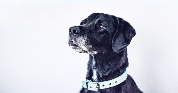 What_is_maintenance_dog_food