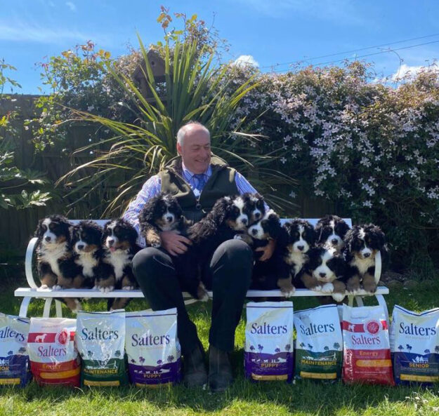 bernese-puppies 11 Bernese Puppies